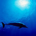 dolphin-1002_tn_bigger